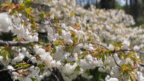 Close-Up-of-White-Chinese-Bush-Cherry-Blossom-On-A-Windy-Day