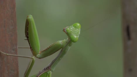 Close-Up-Green-Female-Praying-Mantis-Clinging-To-The-Pole
