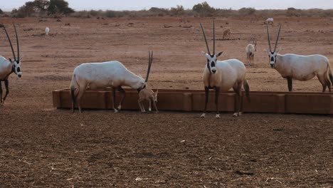 Statische-Aufnahme-Einer-Gruppe-Weißer-Oryxantilopen,-Die-Sich-Für-Die-Junge-Oryxantilope-Interessieren,-Die-Sich-Hinlegt