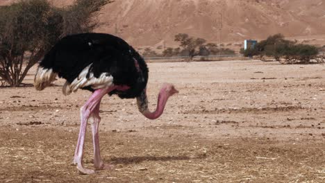 Hand-held-shot-of-an-ostrich-pecking-at-the-ground-and-eating-small-insects