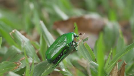 Australischer-Grüner-Käfer,-Der-Auf-Dem-Gras-Im-Wald-Ruht