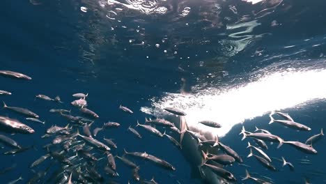 Großer-Weißer-Hai-Greift-Köder-An-Der-Oberfläche-An,-Umgeben-Von-Sardinen,-Zeitlupe