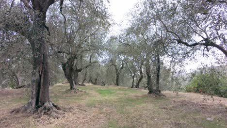 Beautiful-italian-olive-tree-forest-in-Prelà-Castello-in-Liguria-on-a-sunny-summerday-1