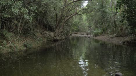 Üppiger-Wald-Rund-Um-Emmagen-Creek-Im-Daintree-Nationalpark,-Nord-Queensland,-Australien---Schwenken