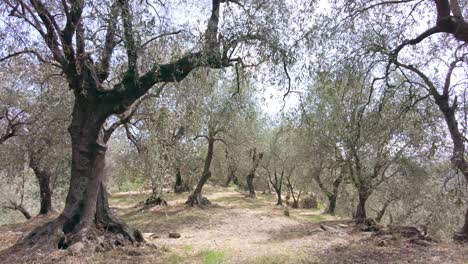 Beautiful-italian-olive-tree-forest-in-Prelà-Castello-in-Liguria-on-a-sunny-summerday