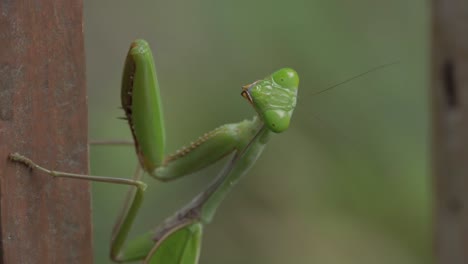 Macro-Of-Green-Praying-Mantis-Looking-At-Camera-With-Blurred-Background