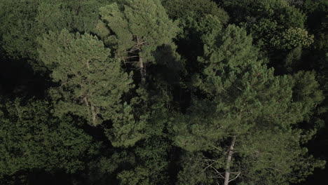 Brocéliande-forest,-Brittany-in-France.-Aerial-drone-view