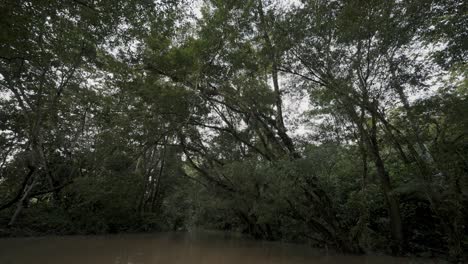 Braunes-Friedliches-Wasser-Eines-Flusses-Im-Tropischen-Regenwald-Von-Ecuador