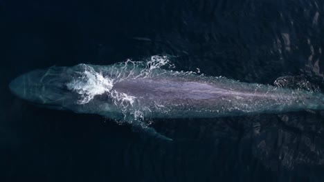 A-Blue-Whale-slowly-surfacing-to-spout-in-perfectly-calm-waters-off-Dana-Point,-California