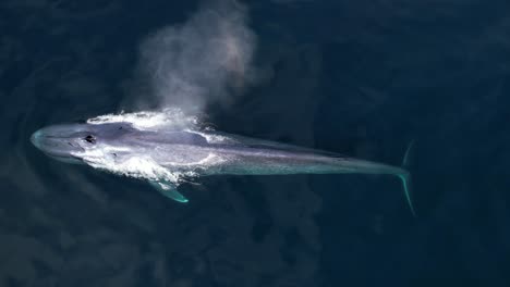 Seltene-Drohnenaufnahme-Eines-Blauwals,-Der-Vor-Dem-Eintauchen-In-Den-Pazifik-Mit-Blick-Auf-Die-Fluke-über-Dem-Kopf-Spritzt