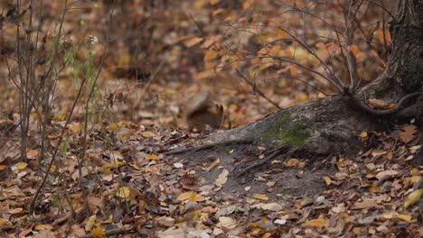 Ein-Eichhörnchen-Gräbt-Seine-Nahrung,-Indem-Es-Auf-Die-Herbstgelben-Blätter-Im-Wald-Springt