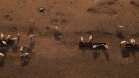 Aerial-dolly-shot-of-white-oryx-drinking-water-from-a-trough-in-the-desert