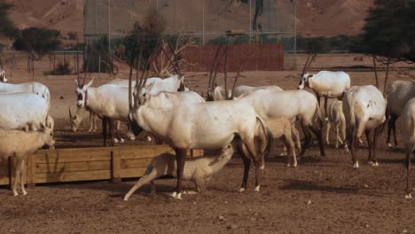 Nahaufnahme-Eines-Weißen-Oryx,-Der-Aus-Einem-Trog-Trinkt,-Während-Ein-Junge-Die-Milch-Seiner-Mutter-Trinkt
