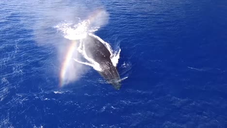 Humpbacked-Whale-Breaching-Causing-water-splash-and-colorful-rainbow-during-migration-season