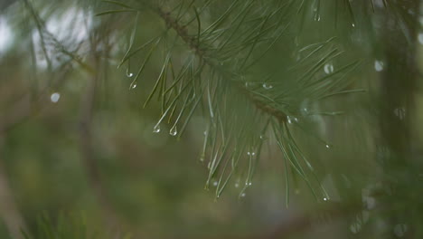 Handheld-closeup-shot-of-green-pine-needle-branch-with-raindrops-at-day