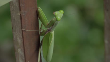 Female-Praying-Mantis-Clinging-On-Wooden-Pole