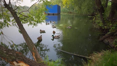 Wild-ducks-swim-in-the-lake-of-kiev-near-poznyaki-in-autumn