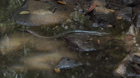 Anguila-De-Agua-Dulce-Descansando-Sobre-Rocas-En-Pantanos-En-La-Selva-Tropical-De-Daintree-En-El-Norte-De-Queensland,-Australia