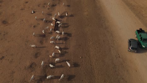 Drohnenschuss,-Der-Vom-Weißen-Oryx-In-Die-Weite-Wüste-Schwenkt