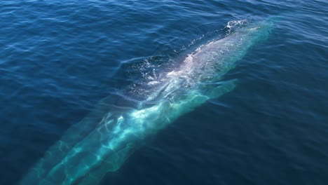 Blue-Whale-passing-by-the-camera-to-give-a-size-perspective-as-it-spouts-a-beautiful-rainbow