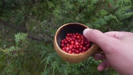 Handheld-shot-of-adult-male-hands-holding-lingon-berries-in-forest-at-day