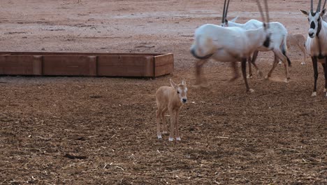 Kamerafahrt-über-Eine-Gruppe-Weißer-Oryxantilopen-Und-Ihre-Jungen