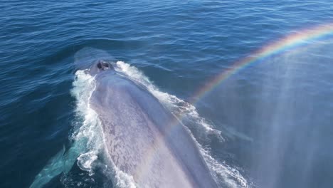 Erstaunlicher-Regenbogenauslauf-Eines-Tauchenden-Blauwals-Mit-Einer-Nahen-Sicht-Auf-Die-Fluke,-Wenn-Sie-In-Den-Pazifik-Eindringt