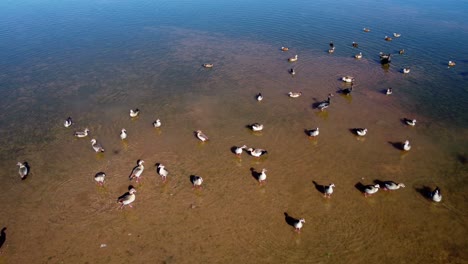 Flock-of-Egyptian-geese-and-other-waterfowl-in-shallow-water-of-a-pond,-southern-Africa-1