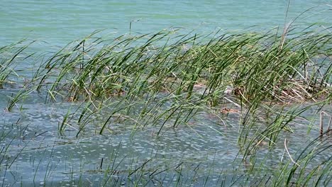 Plant-life-near-the-shore-of-lake