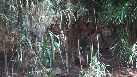 Endangered-species-exotic-wild-big-cat,-asiatic-cheetah,-acinonyx-jubatus-venaticus-walking-slowly-into-the-shadow-place,-into-its-hideout-place,-handheld-motion-following-shot