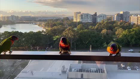 Three-Rainbow-Lorikeet-parrot-visiting,-drinking-and-feeding-at-a-balcony-with-Sydney-Airport-view-in-the-background