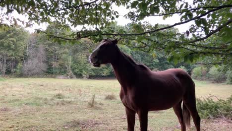 Horse-in-meadow-eating-leaves-from-green-tree-branches