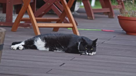 Eine-Schwarze-Und-Weiße-Erwachsene-Katze,-Die-Auf-Einer-Terrasse-Liegt
