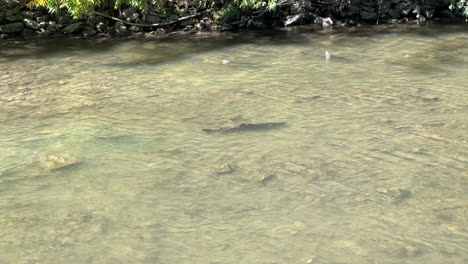 Group-of-Chinook-salmon-running-up-river-to-spawn-in-the-Fall-Canada