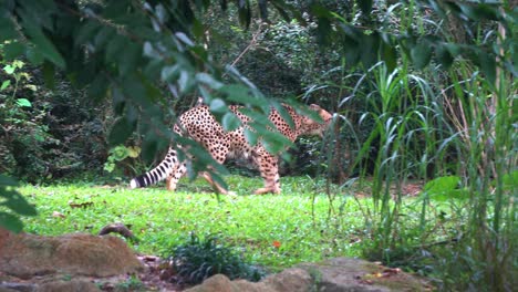 Peeking-through-the-bush-capturing-an-exotic-wild-big-cat,-asiatic-cheetah,-acinonyx-jubatus-venaticus-walking-into-its-hideout-place,-handheld-motion-following-shot