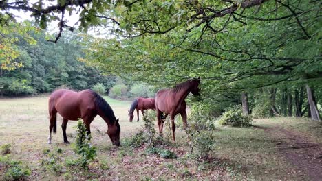 Three-horses-grazing-in-meadow-surrounded-by-forest