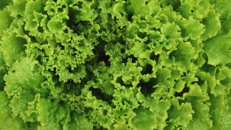Grüner-Frischer-Salat-Rotiert.-Pflanzlicher-Hintergrund.-Gesundes-Lebensmittelkonzept