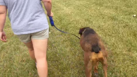 Woman-walking-brown-dog-with-video-from-behind