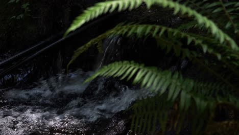 Slowly-trickling-river-runs-behind-lush-forest-ferns