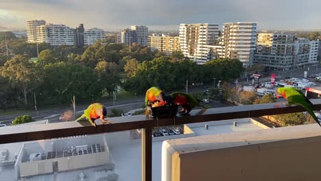 Rainbow-Lorikeet-feeding-at-the-balcony-with-highway-and-river-view-near-Sydney-Airport-at-sunrise