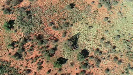 Luftaufnahme-Der-Afrikanischen-Savanne-Mit-Verstreuten-Bäumen-Und-Gräsern-Auf-Rotem-Kalahari-sand,-Südliches-Afrika-4