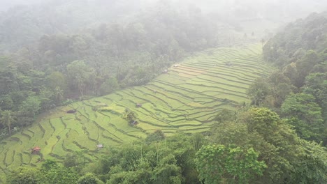 Aerial-video-in-an-amazing-air,-with-drone,-above-rice-terraces-in-a-beautiful-day