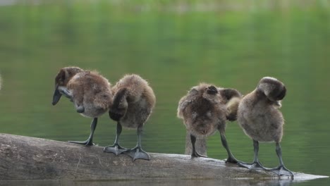 Whistling-duck---chicks---pond---relax-