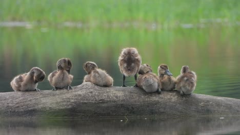 Beautiful-whistling-duck---chicks-