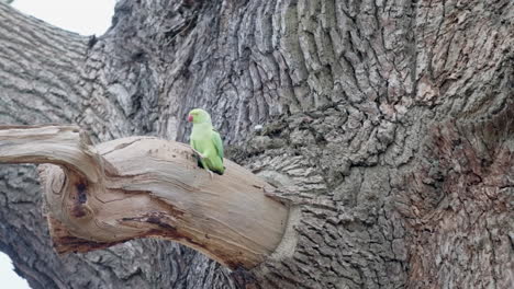 Green-parrot-getting-out-the-hollow