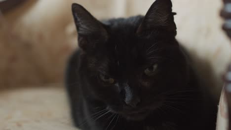 Un-Gato-Negro-Descansando-En-Un-Sofá-Antiguo-Bosteza-A-Cámara-Lenta