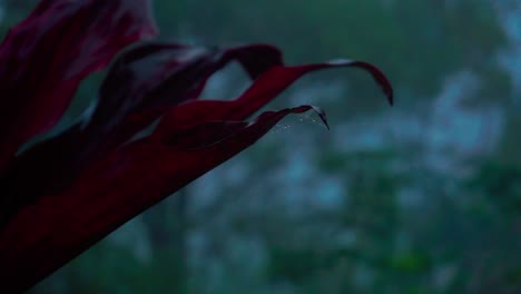 Dewy-red-leaves-of-the-plant-swaying-on-the-wind-in-the-middle-of-the-misty-forest-in-the-morning---Selective-vocus-with-blur-background