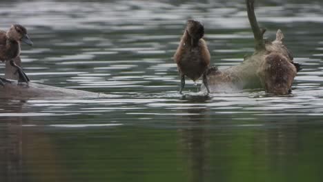 Whistling-duck---pond---water-