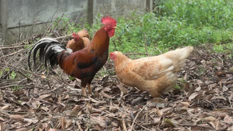 Rooster-and-free-range-chickens-foraging-freely