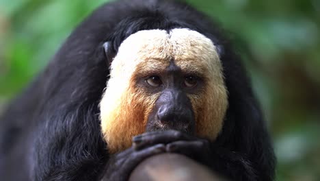 Selective-focus-close-up-shot-of-an-arboreal-creature-capturing-the-details-of-a-wild-male-white-faced-saki-monkey,-pithecia-pithecia-resting-on-handrail-against-blurred-forest-environment-background